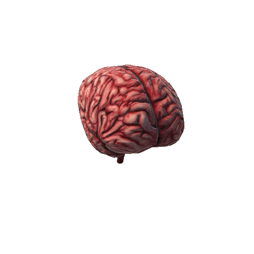 Brain