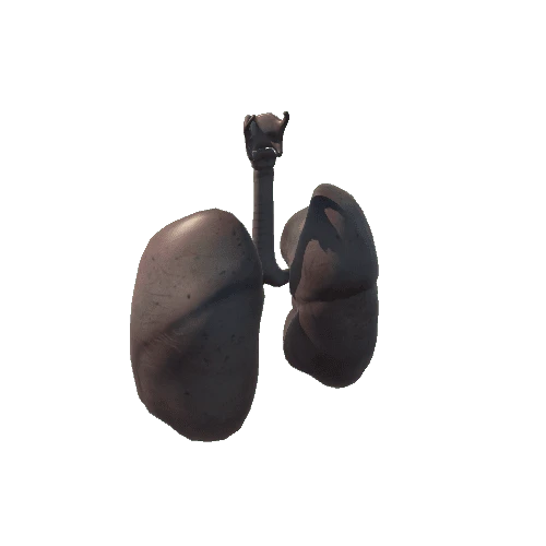 Lungs