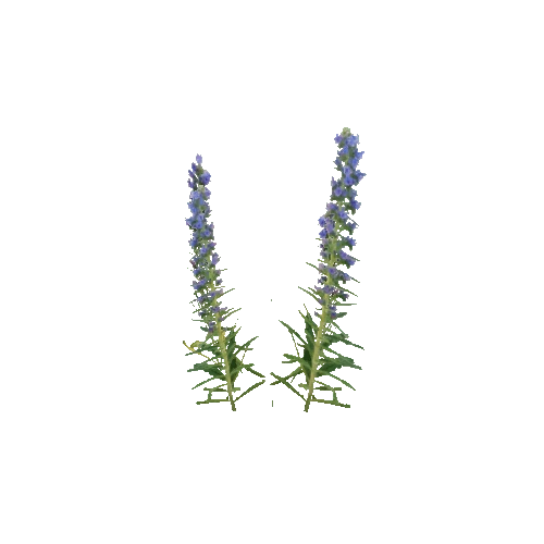 Herb-BlueVeronica-Occlusion