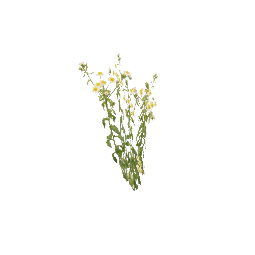 Herb-Chamomile-Occlusion