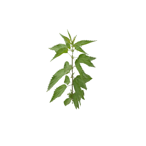 Herb-Nettle1-Occlusion