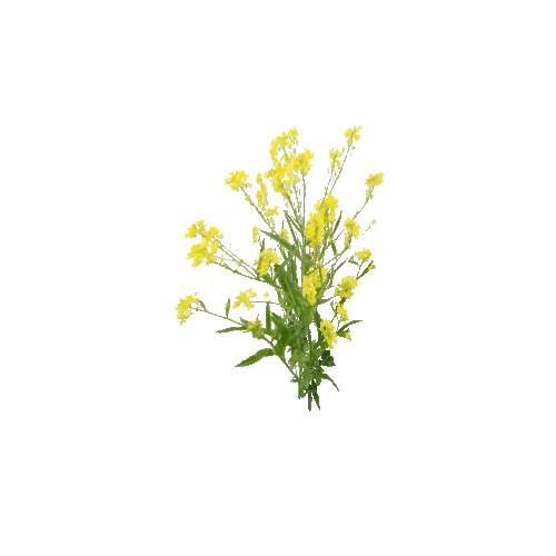 Herb-Rapeseed3-Occlusion