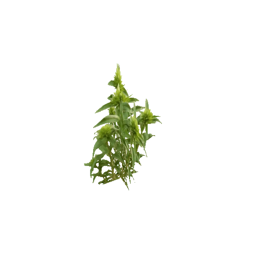 Herb-Redflower0-Occlusion