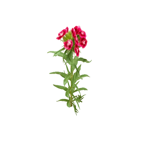 Herb-Redflower1-Occlusion