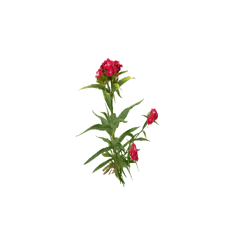 Herb-Redflower2-Occlusion