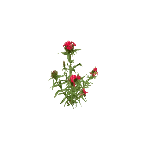 Herb-Redflower3-Occlusion