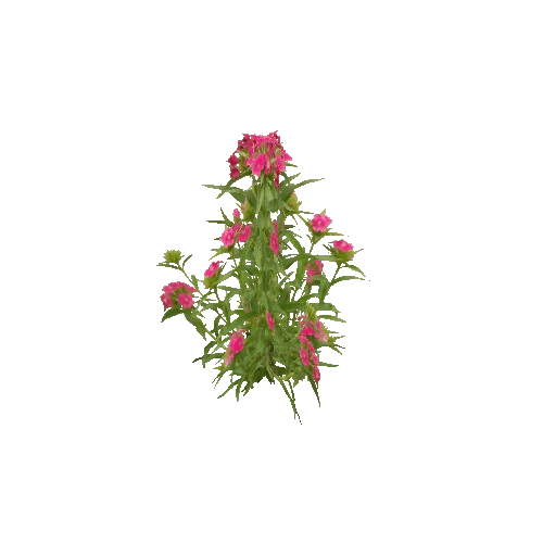 Herb-Redflower4-Occlusion