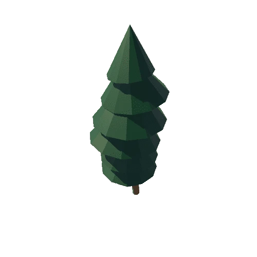 conifer