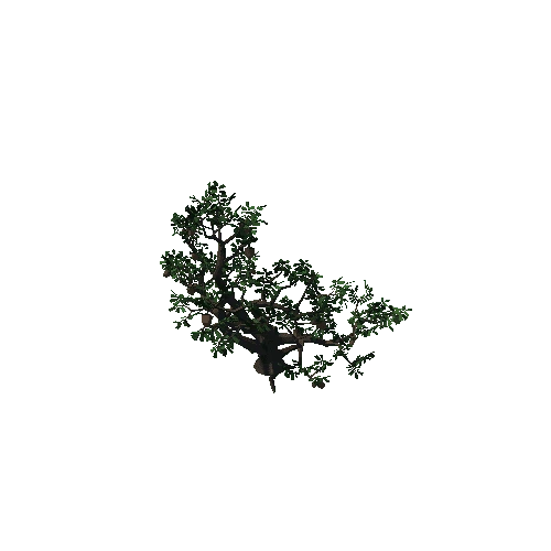 OakTreeVar1color5