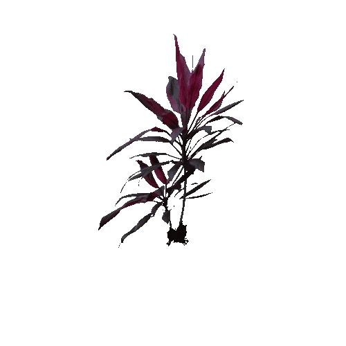 Plant.002