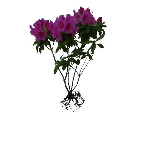 Plant.003