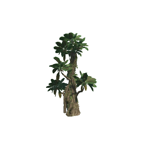 Plant_06_1