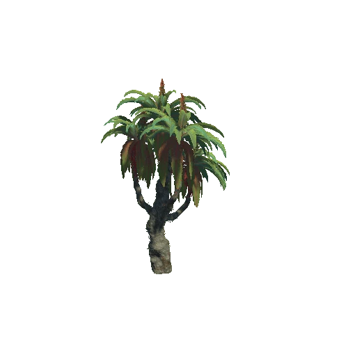 Plant_12