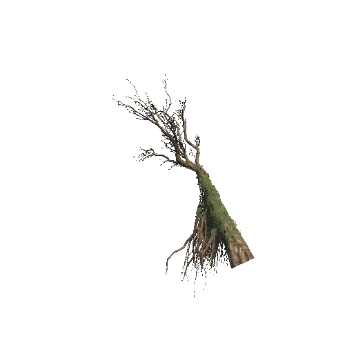 Tree_05_2