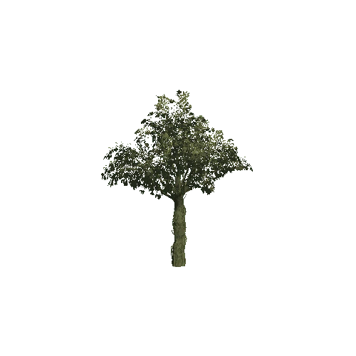 Tree_07