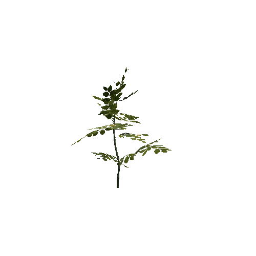 VS_prefab_beech_plant_01