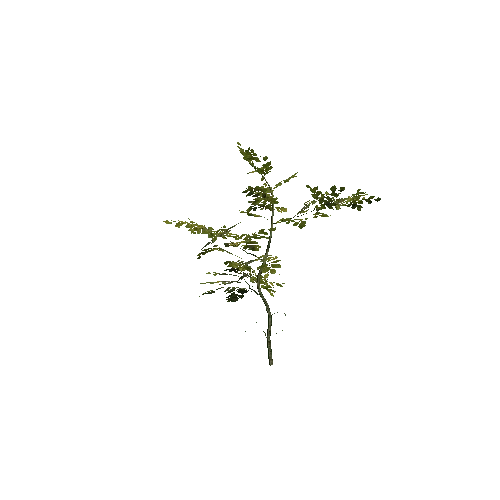 VS_prefab_beech_plant_02