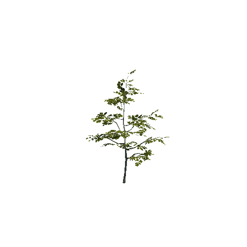 VS_prefab_beech_tree_00_B