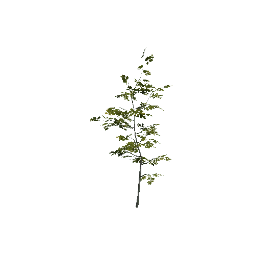 VS_prefab_beech_tree_00_C