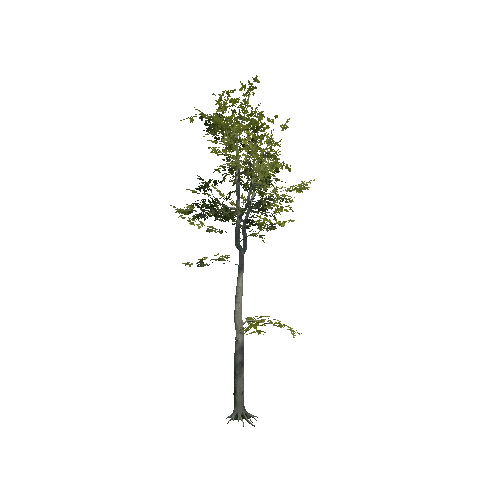 VS_prefab_beech_tree_06