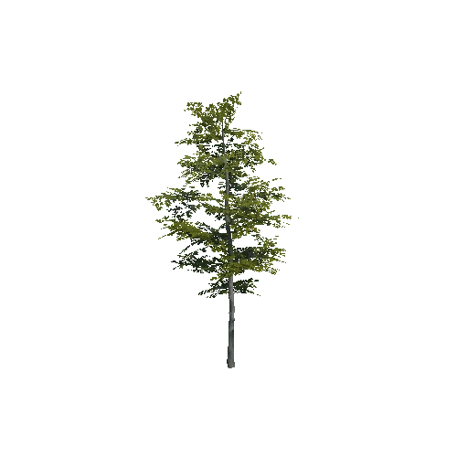 prefab_beech_tree_01