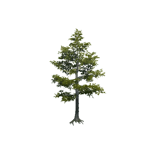 prefab_beech_tree_03