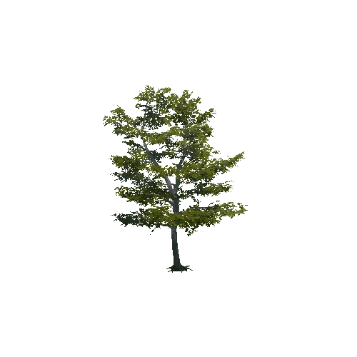 prefab_beech_tree_05