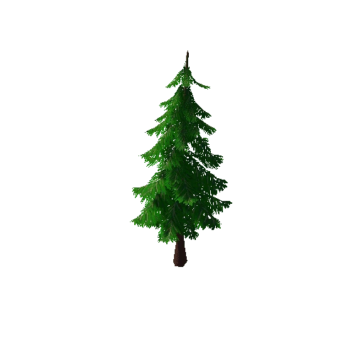 Pine_Tree_1C