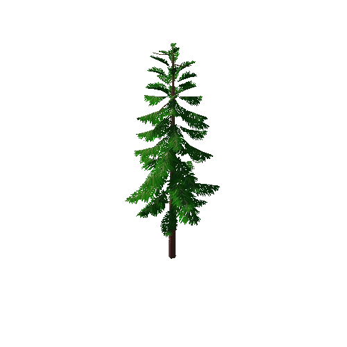 Pine_Tree_1H