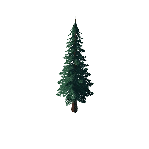 Pine_Tree_2A