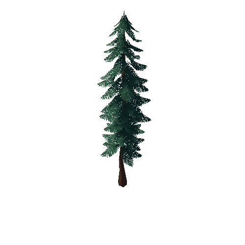 Pine_Tree_2B