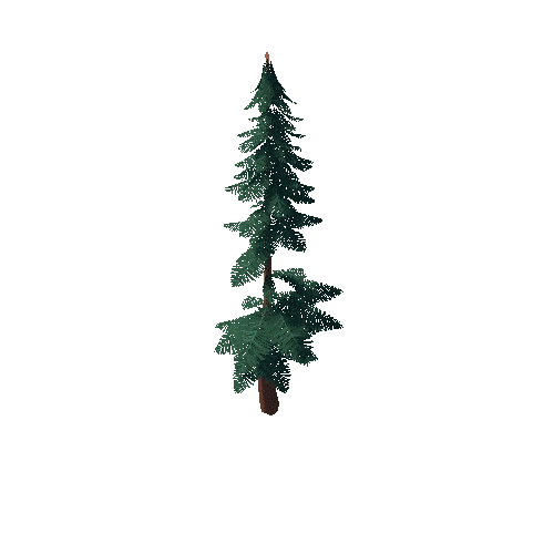 Pine_Tree_2C