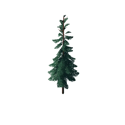 Pine_Tree_2G