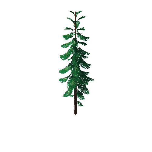 Pine_Tree_2H