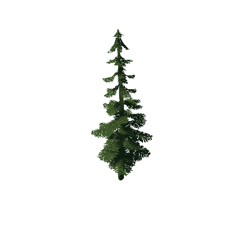 Pine_Tree_3B