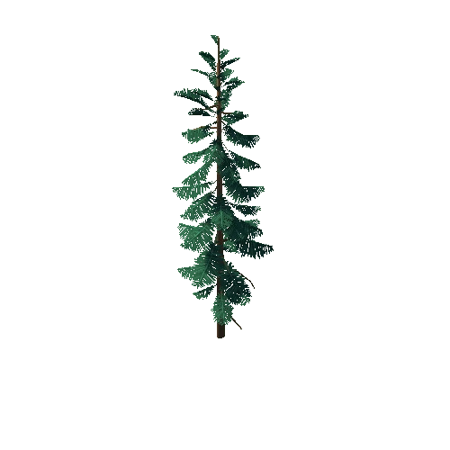 Pine_Tree_3H