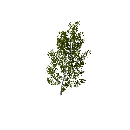 TreeBirch02