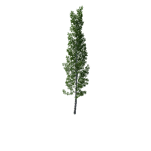 TreeBirch06