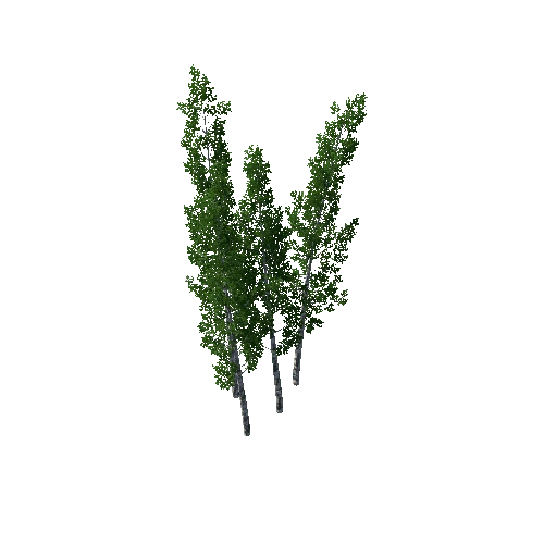 TreeBirchGroup01