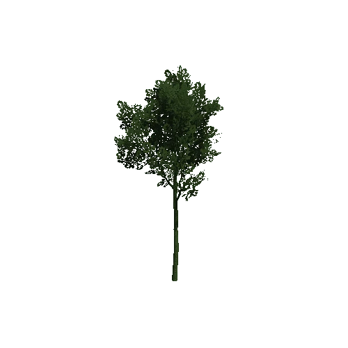 TreeOakForest01