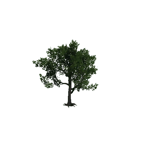 TreeOakForest03