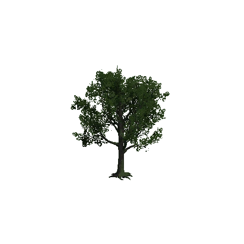 TreeOakForest04