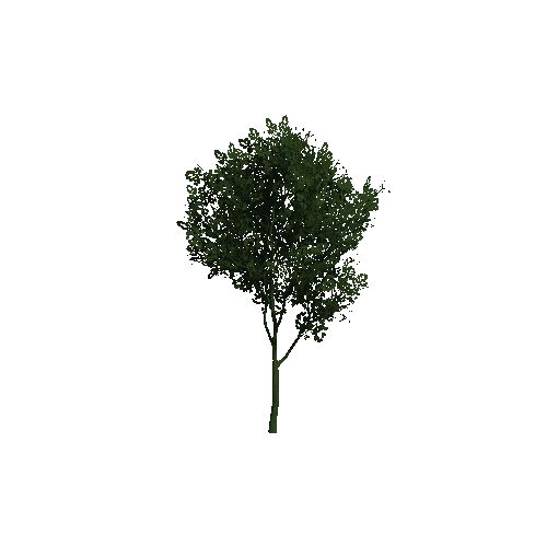 TreeOakForest05