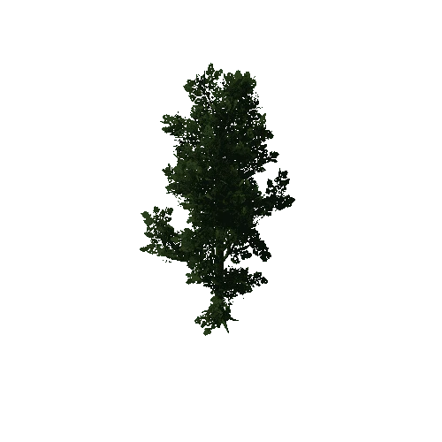 TreeOakForest10