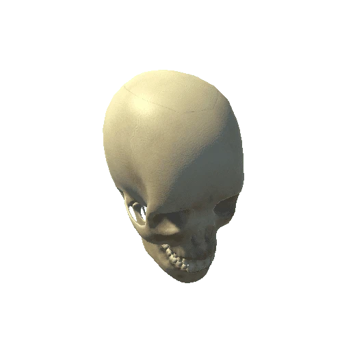 Anatomy_Cranium