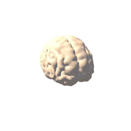 Brain