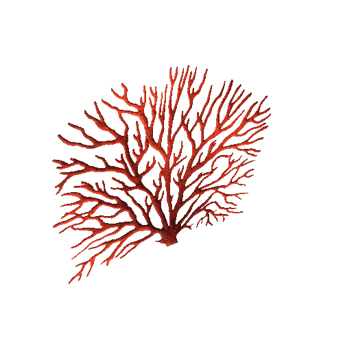 Coral_3_1