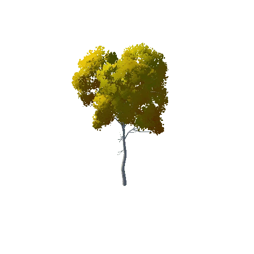 IL3DN_Tree_Birch_01