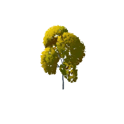 IL3DN_Tree_Birch_02