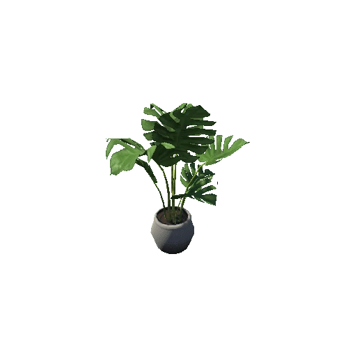 Plant_Potted_Monstera_Deliciosa